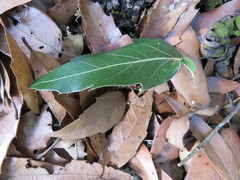 Quercus affinis