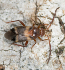 Ceratocapsus apicatus