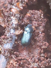 Platycerus