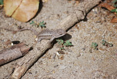 Sceloporus occidentalis