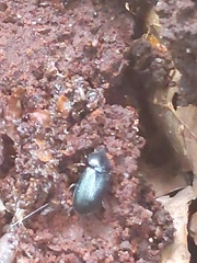 Platycerus