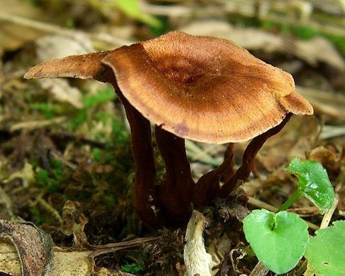 Shiny cinnamon polypore