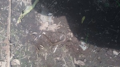 Coniophanes dromiciformis