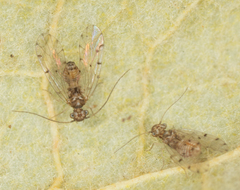 Ectopsocus californicus