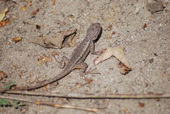 Sceloporus occidentalis