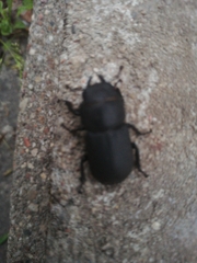Dorcus parallelipipedus