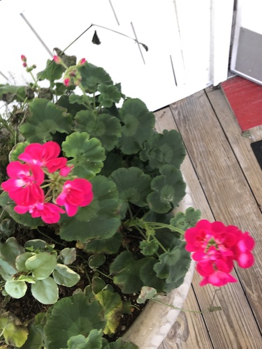 photo of Geraniums And Storksbills (Pelargonium)