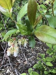 Lyonia mariana