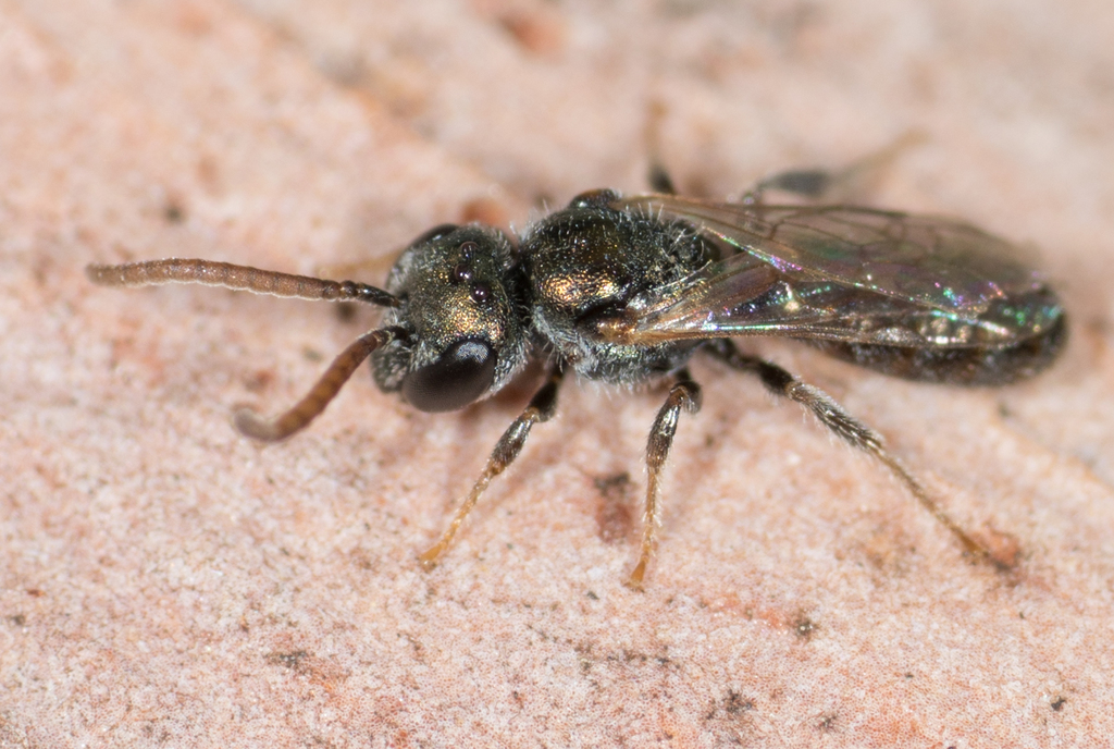 Lasioglossum perparvum
