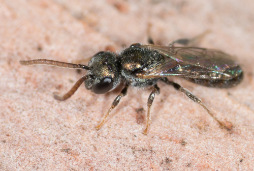 Lasioglossum perparvum