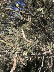 Vachellia robusta