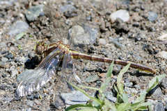Phanogomphus lividus