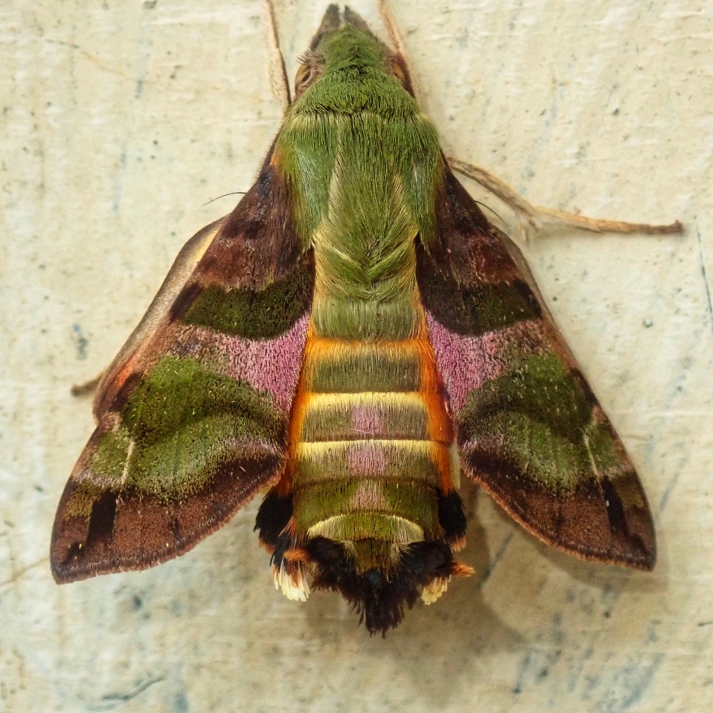 Hummingbird Hawkmoths