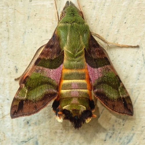Hummingbird Hawkmoths