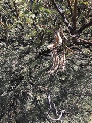 Vachellia robusta