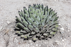 Agave nickelsiae