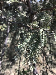 Vachellia robusta