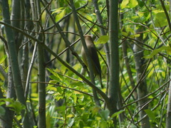 Bombycilla cedrorum image