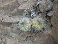 Copiapoa montana