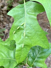 Macrodiplosis qoruca