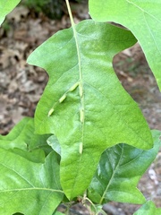 Macrodiplosis qoruca