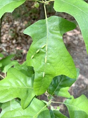 Macrodiplosis qoruca