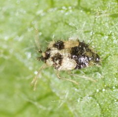 Corythucha confraterna