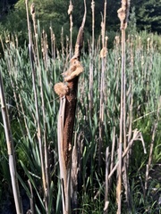 Typha latifolia