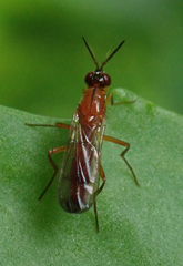 Psilidae