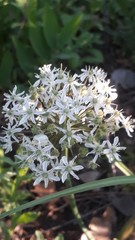 Allium tulipifolium