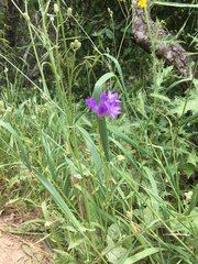 Brodiaea