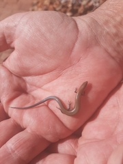Panaspis namibiana