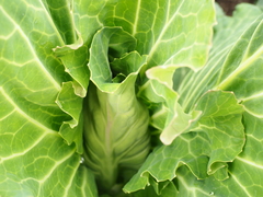 Brassica oleracea capitata