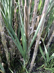 Typha latifolia