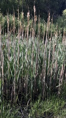 Typha latifolia