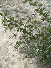Vachellia rigidula