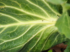 Brassica oleracea capitata