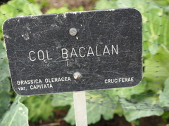 Brassica oleracea capitata