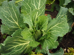 Brassica oleracea capitata
