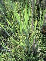 Typha latifolia