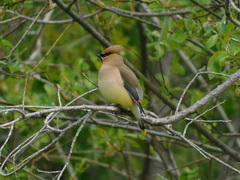 Bombycilla cedrorum image
