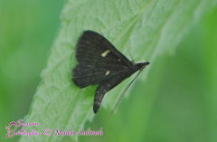 Dolicharthria stigmosalis
