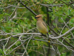 Bombycilla cedrorum image