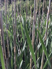Typha latifolia