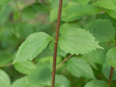 Philadelphus inodorus