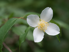 Philadelphus inodorus