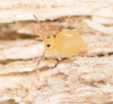 Bourletiella arvalis