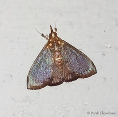 Deanolis sublimbalis