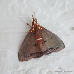 Deanolis sublimbalis