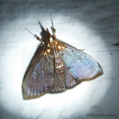 Deanolis sublimbalis